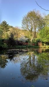 reflet d'un arbre dans l'étang dans le jardin de Claude Monet