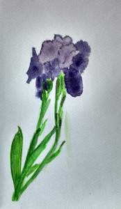 Iris Aquarelle Pascale Coutoux
