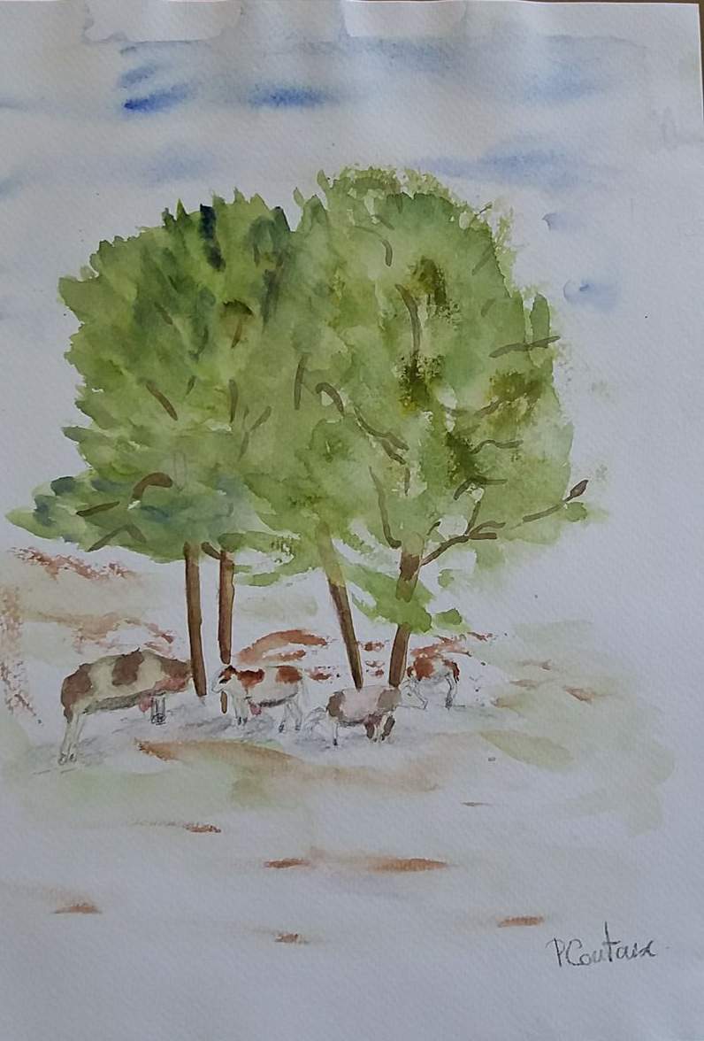 Vaches sous un arbre à la plaine de joux